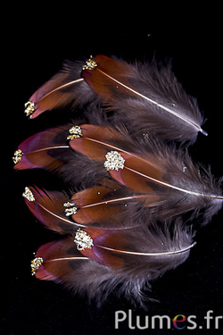 Faisan de Colchide paillettes dorées - 3-5 cm - naturel